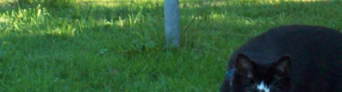 Allegany County Trap, Neuter, Return, Wellsville NY