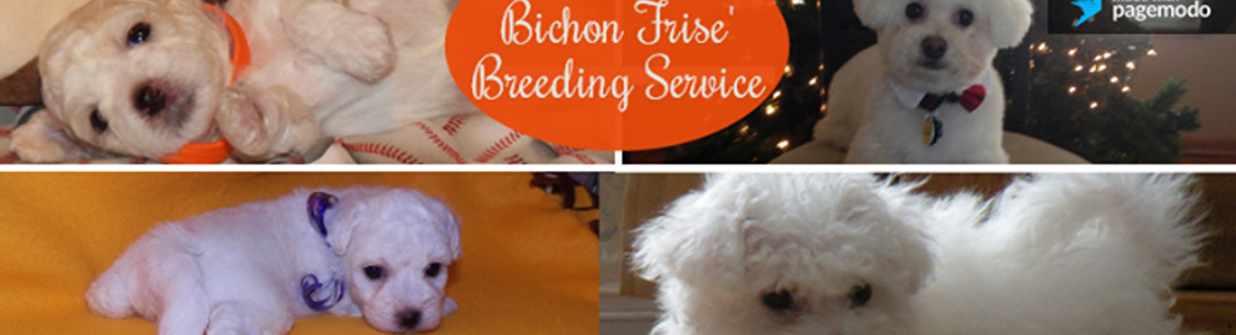 Bichon Puppy Love Hoffman Estates IL Alignable