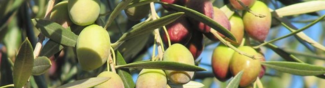 Dressed by an Olive, windsor ON