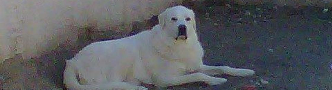 A BIG DOG TACTICAL LLC, HENDERSON NV