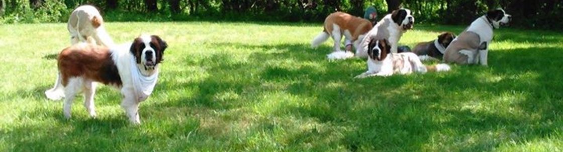 Saint bernard rescue store group