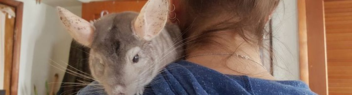 Debbie's Pet Sitting, Philadelphia PA