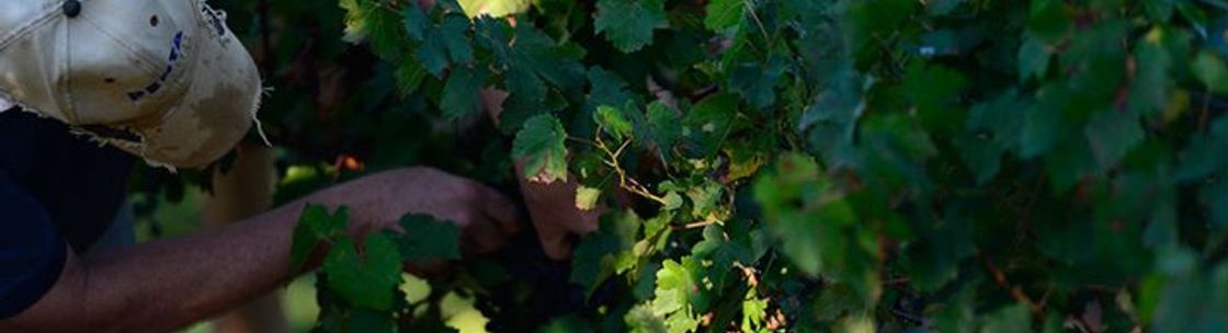 Engelheim Vineyards, Ellijay GA