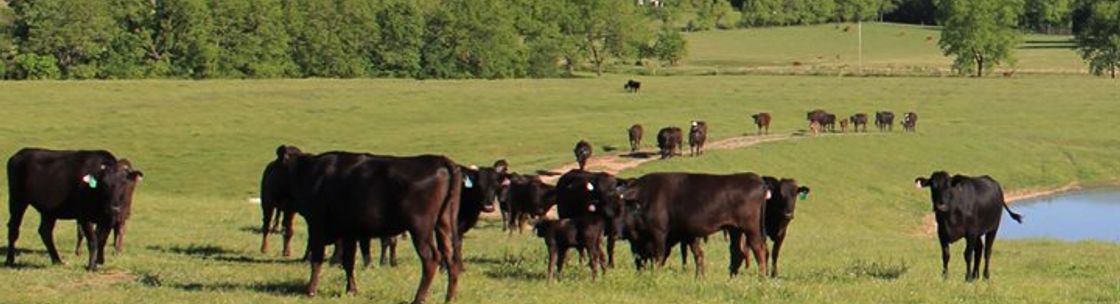 EccoFeed LLC, Edgewater NJ