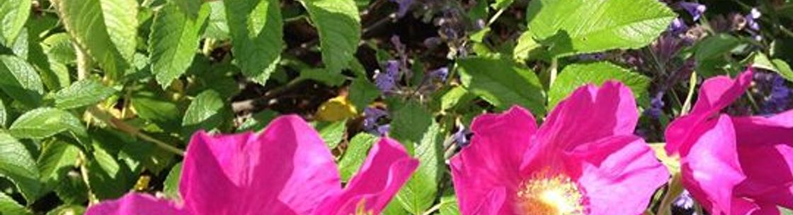 Flower Abundance, Inc, Ithaca NY
