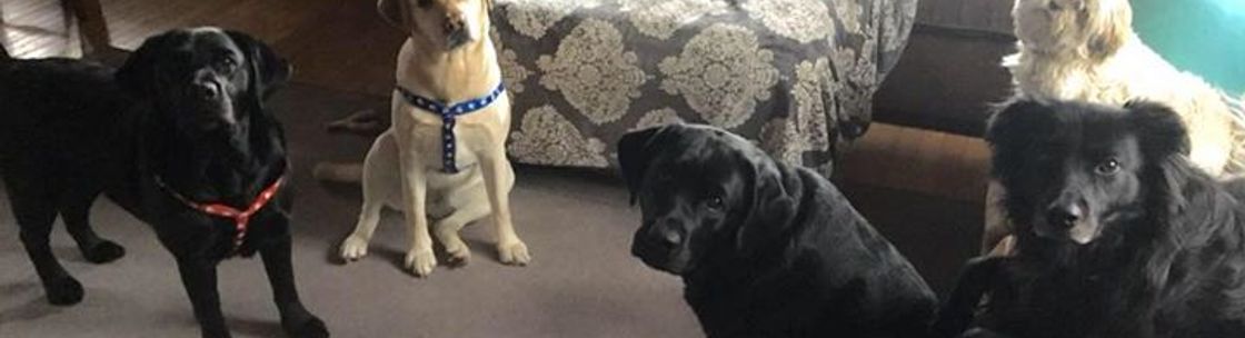 waggin tails pet services