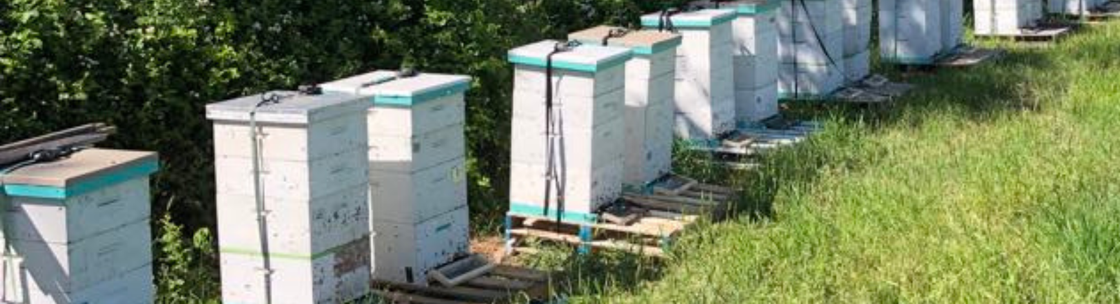 Honey in the Hollow Bee Farm, Newport PA