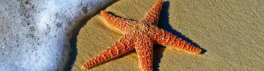 Starfish Platform, Commerce Township MI