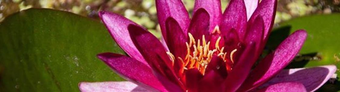 Lotus Wellspring Healthcare, Peoria AZ