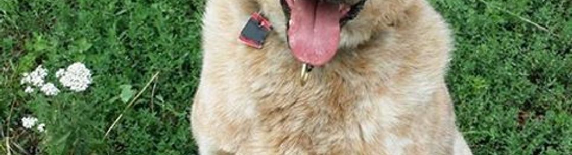 Arizona Cattle Dog Rescue, Flagstaff AZ