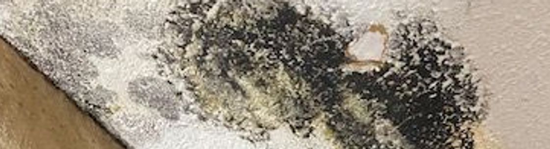 Mold Neutralizers, Mesa AZ