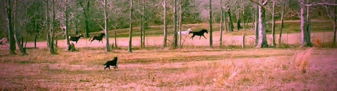 The Horse Mafia, Sterrett AL