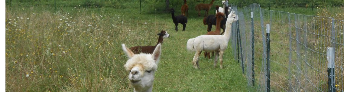 SanGer-La Alpacas, Brockport NY