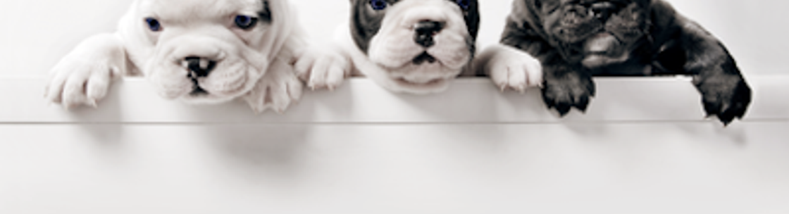 Southpaw Dog Grooming LLC - Cedar Springs, MI - Alignable