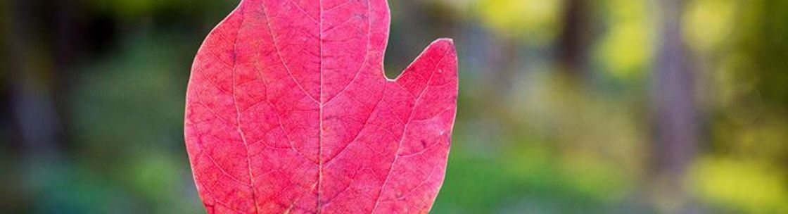 ARTZ Visual Media LLC, Grand Rapids MI