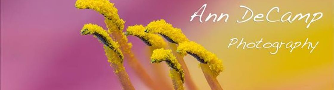 Ann DeCamp Photography, Scotch Plains NJ