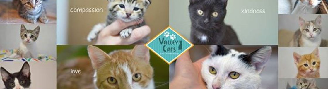 valley cats cat and kitten rescue