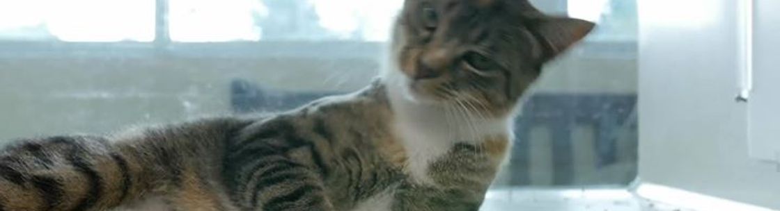 Berkshire Humane Society, Pittsfield MA
