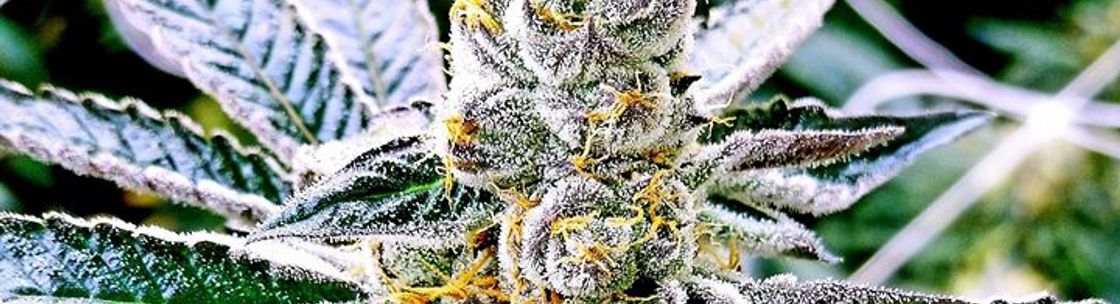 Greenway Medical, Las Vegas NV