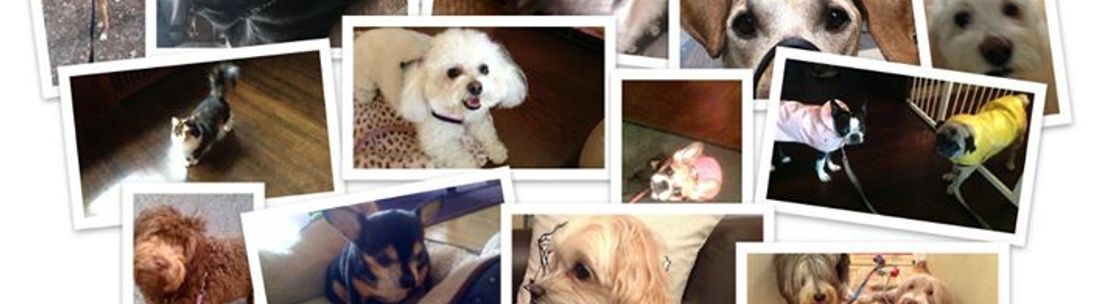 It's A Dog's Life, LLC, New York NY