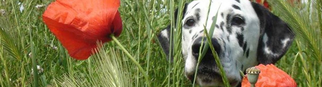 phillips pet food distributor