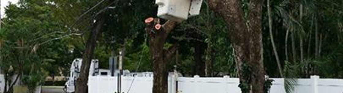 Home - Pembroke Pines FL Tree Trimming and Stump Grinding Services
