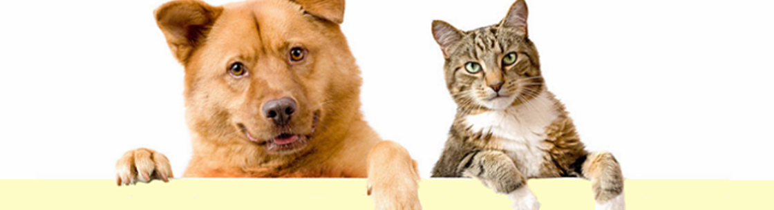 K9 Caterers, Glendale NY