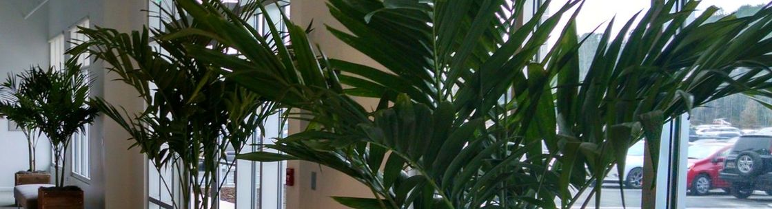 Foliage Accents, Charleston SC