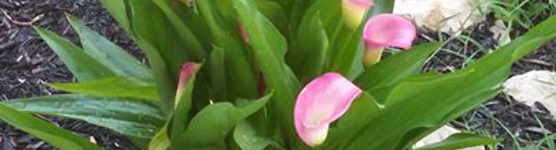 Seaford Florist Inc, Blades DE