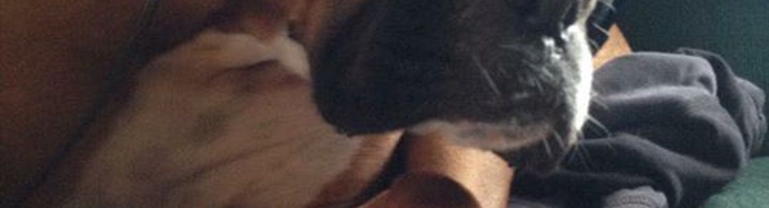 ck9 pet salon & daycare