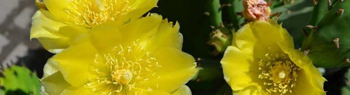 McLane Associates - Landscape Architects - Environmentalists, Scranton PA