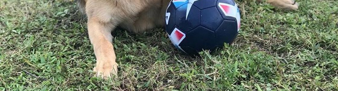 Naples Top Dogs.  Naples Premier In-home Training, Naples FL