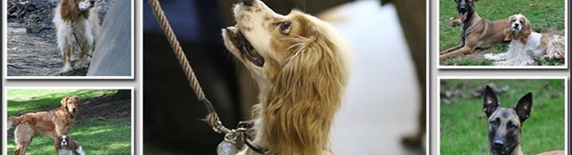 top dog canine training