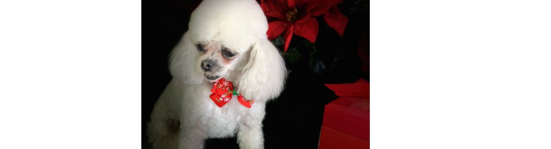 Pretty Pooch & Kitty Too!, Farmington NM