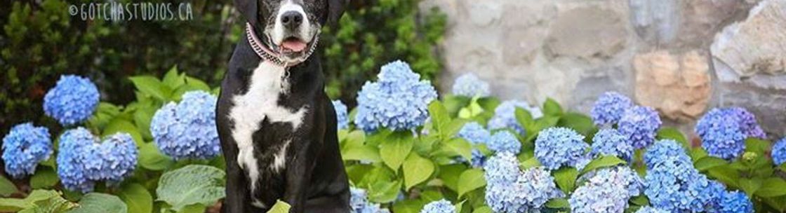 Maddie's Dog Grooming & Boutique, Stouffville ON
