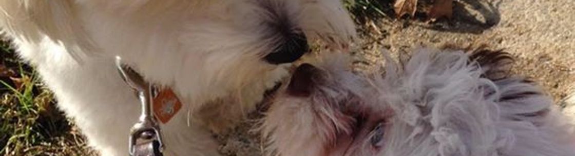 Puppy Love LLC, Phoenixville PA