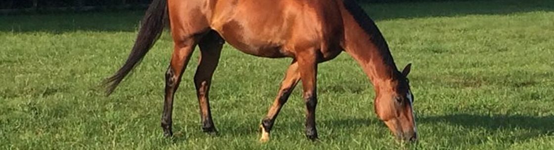 Nancy Lee DVM Equine Vet, Cream Ridge NJ