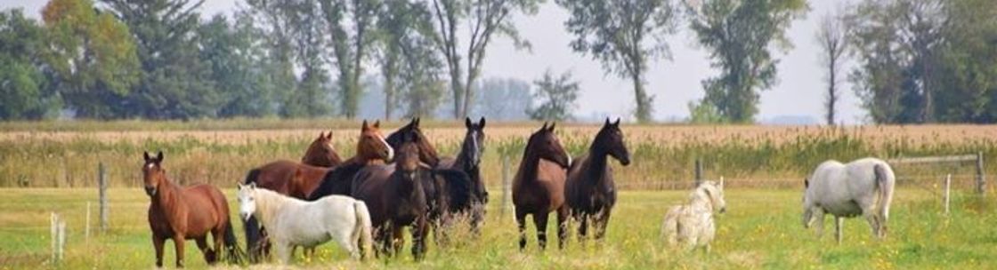 Valley Equestrian Centre, Rosthern SK