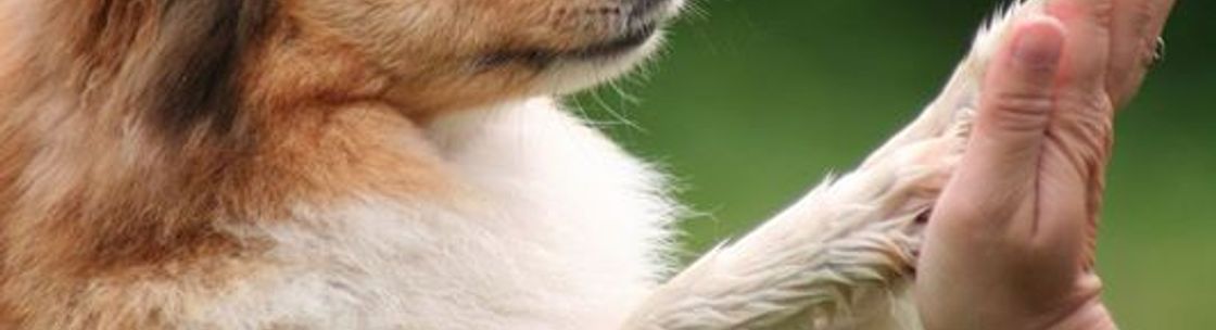 Pawsitive Approach Pet Services Inc., Keswick ON