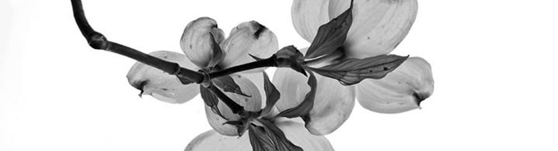 The Welcome Gallery - Photography by Connie Drapeau Kennedy, Marshfield MA