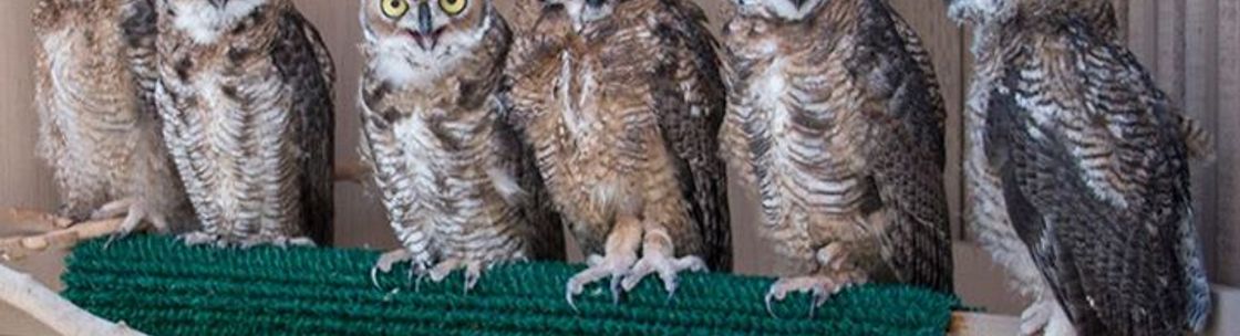 Liberty Wildlife - Phoenix, AZ - Alignable