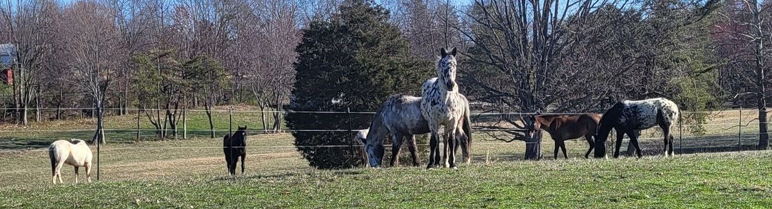 Jumper's Sport Horses, Berea KY
