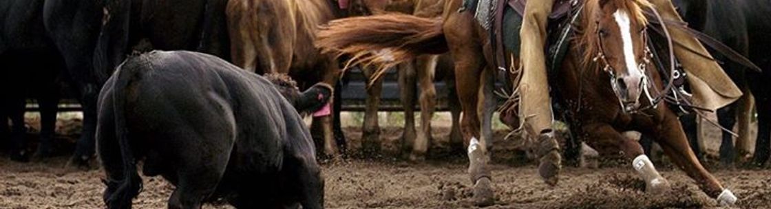 Equine Blanket Wash & Repair, Weatherford TX