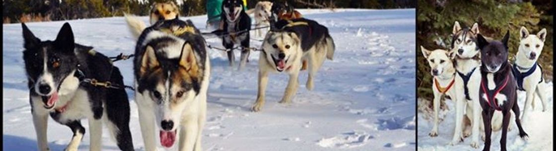 Dog 2024 mushing equipment