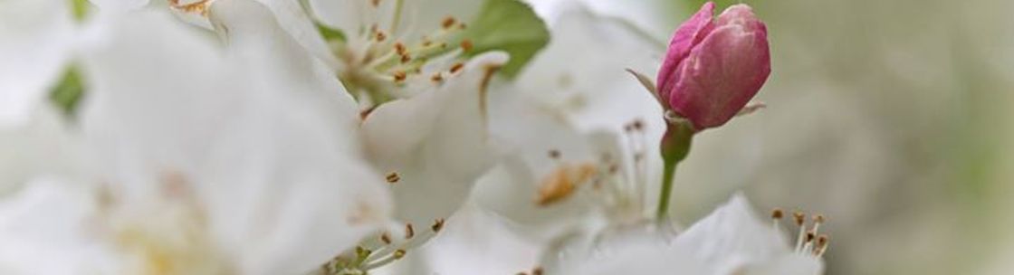 Lourdes Senior Community, Waterford MI