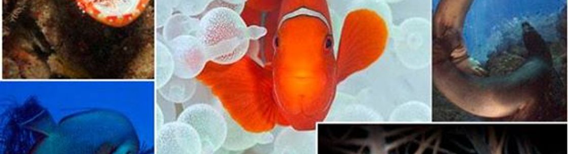 Colorado Underwater Photographic Society, Denver CO