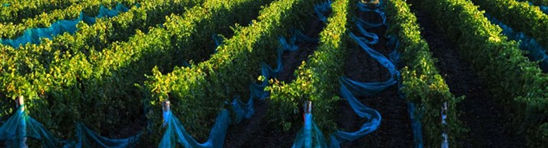 Rosehall Run Vineyards, Wellington ON