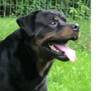 Birken Wald Kennel