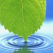 Harvest Natural Foods