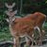 Cook Forest Top Hill Cabins Cooksburg Pa Alignable